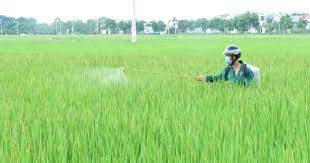 Kinh Môn tập trung phòng trừ sâu bệnh hại lúa mùa giai đoạn làm đòng và trỗ bông
